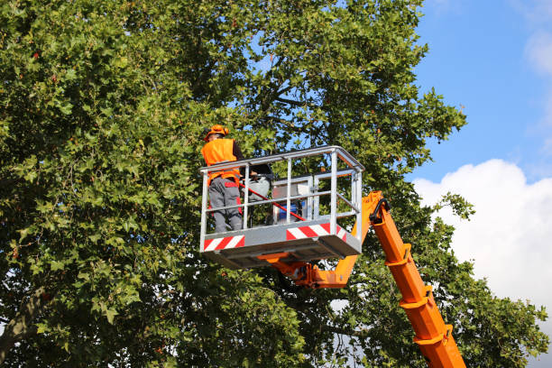 Leaf Removal in Somerset, WI