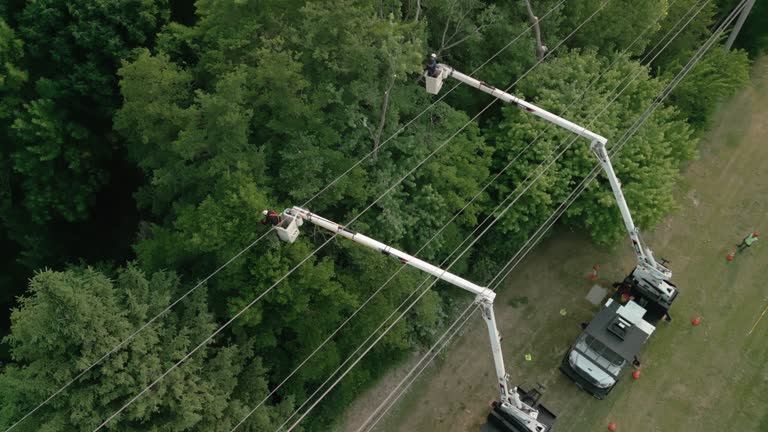 How Our Tree Care Process Works  in  Somerset, WI